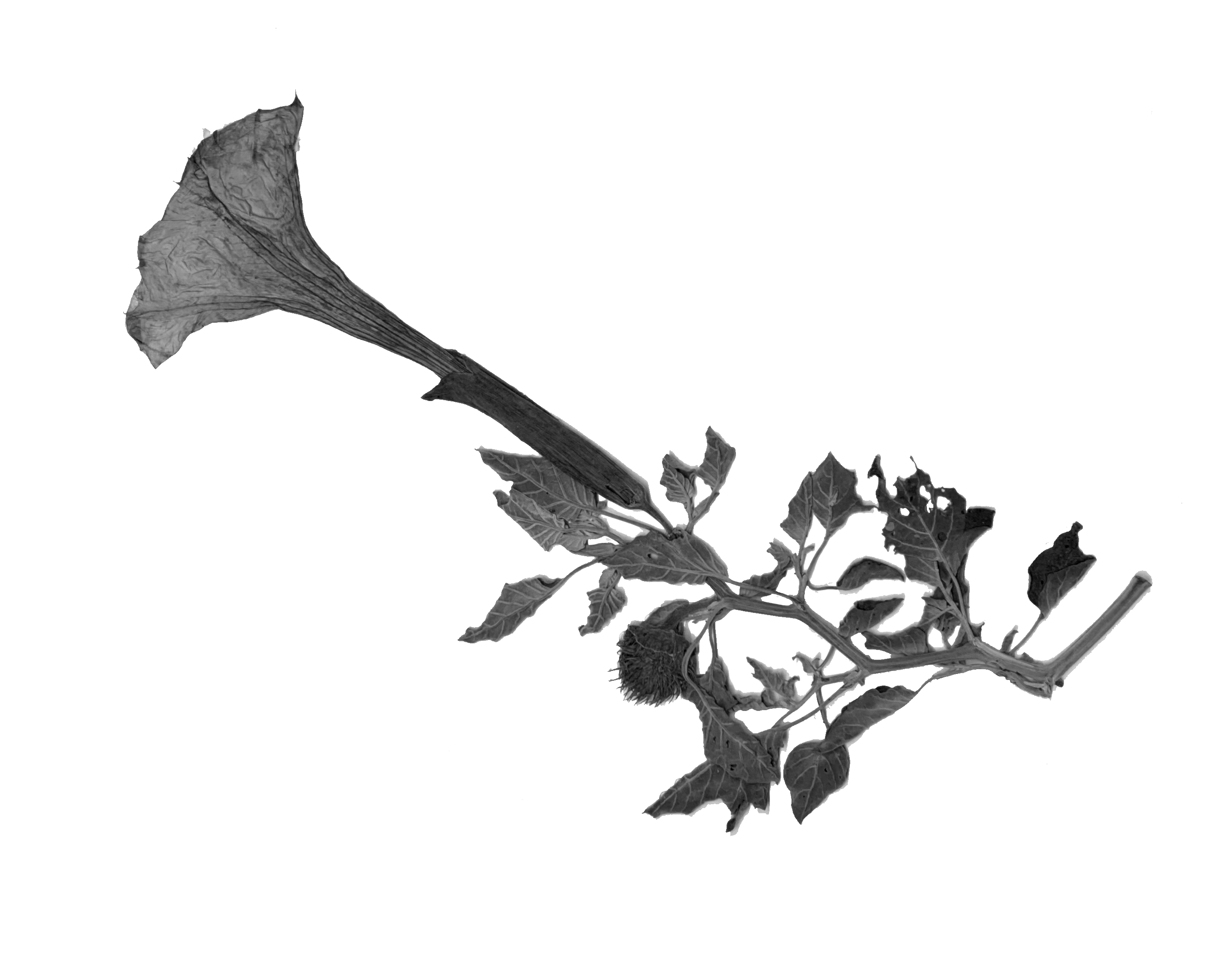 Scan of a pressed datura specimen.