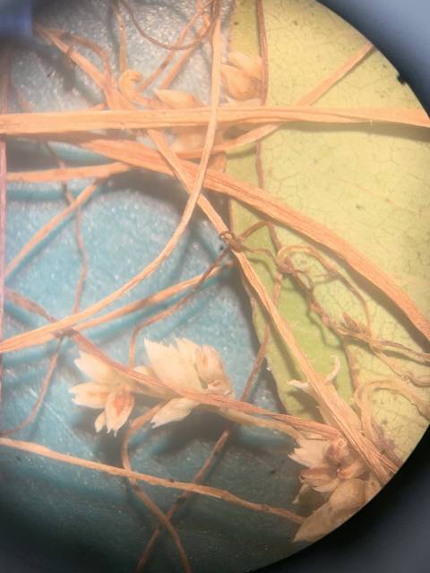 Botanical specimen under a microscope.