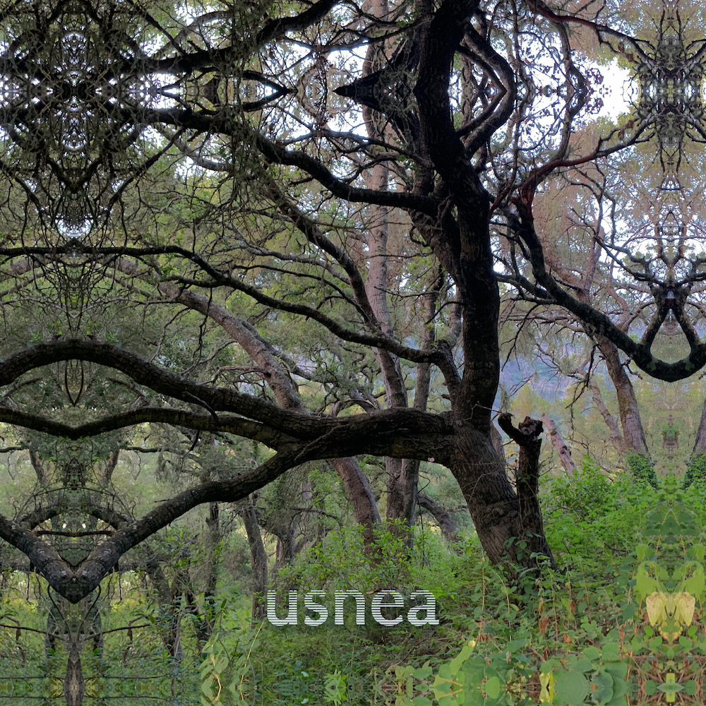 Usnea